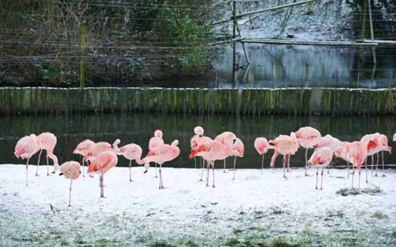 Belfast Zoo animals enjoy first snow of 2024