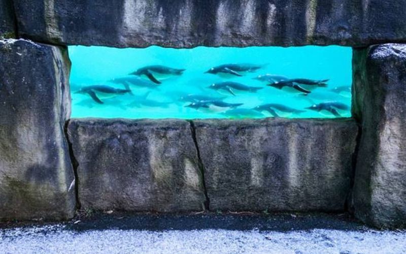 Belfast Zoo animals enjoy first snow of 2024