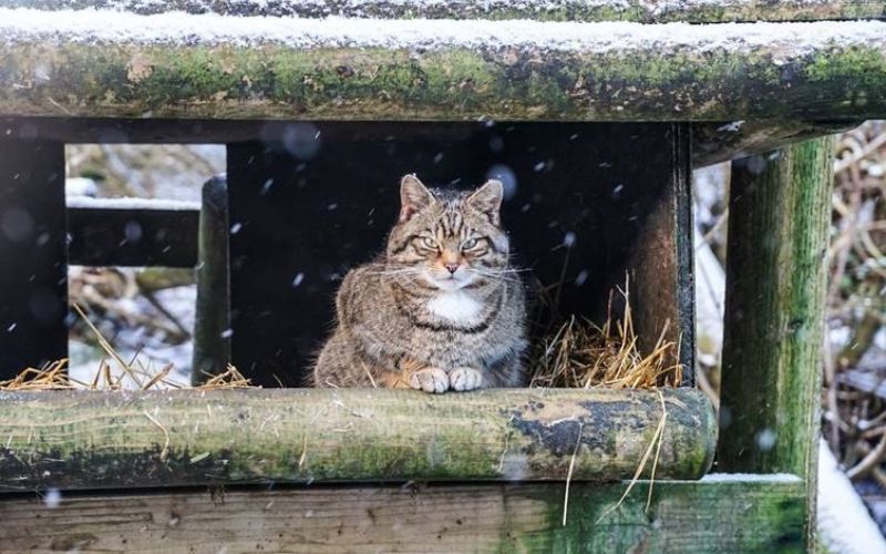 Belfast Zoo animals enjoy first snow of 2024