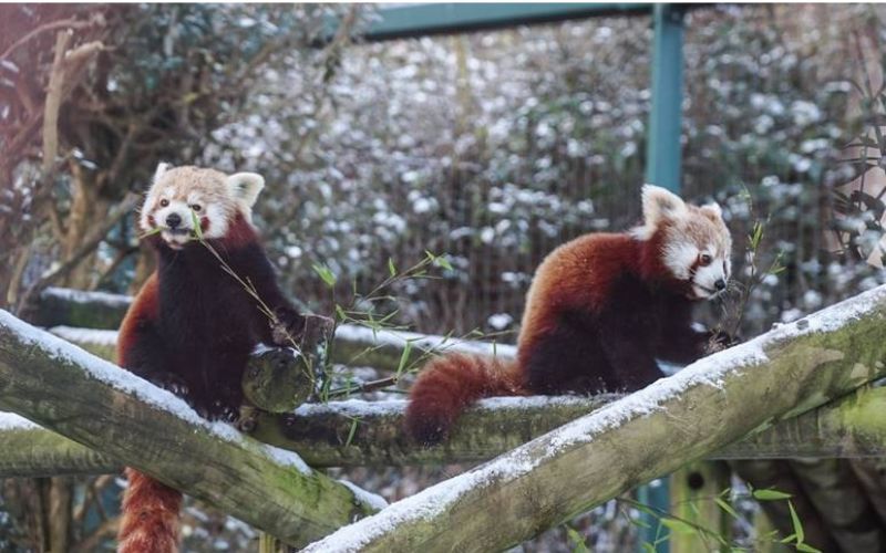 Belfast Zoo animals enjoy first snow of 2024