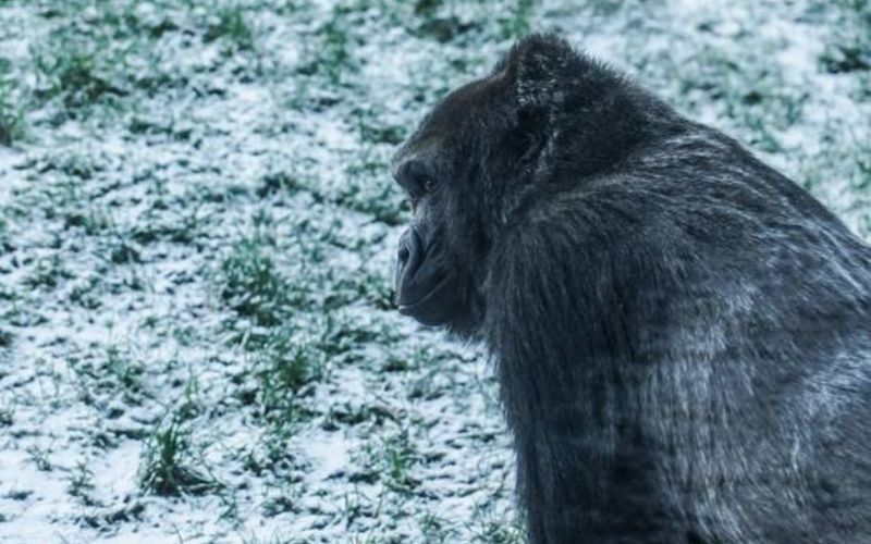 Belfast Zoo animals enjoy first snow of 2024