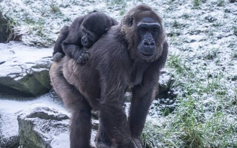 Belfast Zoo animals enjoy first snow of 2024