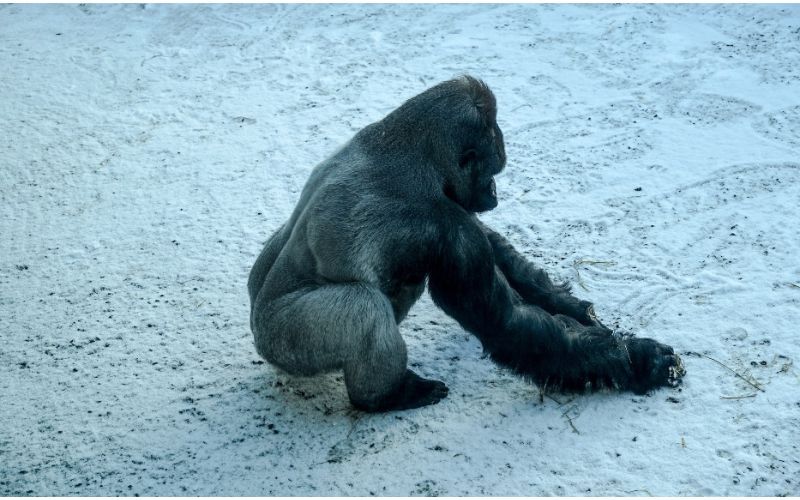 Belfast Zoo animals enjoy first snow of 2024