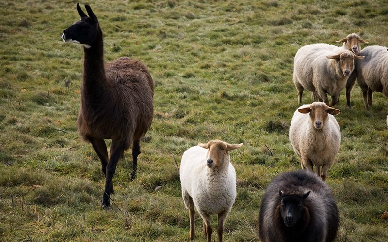 How Do Llamas Interact With Sheep, Here's How Alpacas Guard Sheep And Lambs