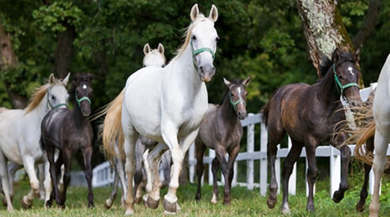 Connemara ponies: Facts about Ireland's native horse breed